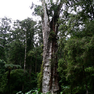 「林」來瘋了沒：蓊鬱迷蹤 溪頭自然教育園區尋楓蹤  (第二天)