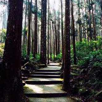 「林」來瘋了沒：蓊鬱迷蹤 溪頭自然教育園區尋楓蹤  (第一天)